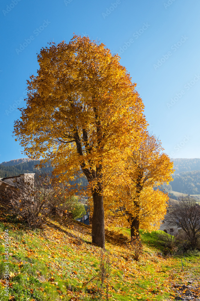 Two trees with yellow autumn foliage on a sunny day