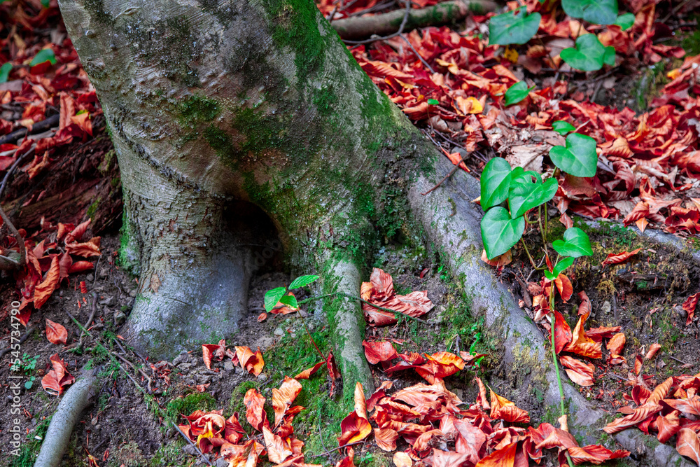 autumn tree leaves on an old tree root. autumn tree leaves on an old tree root.