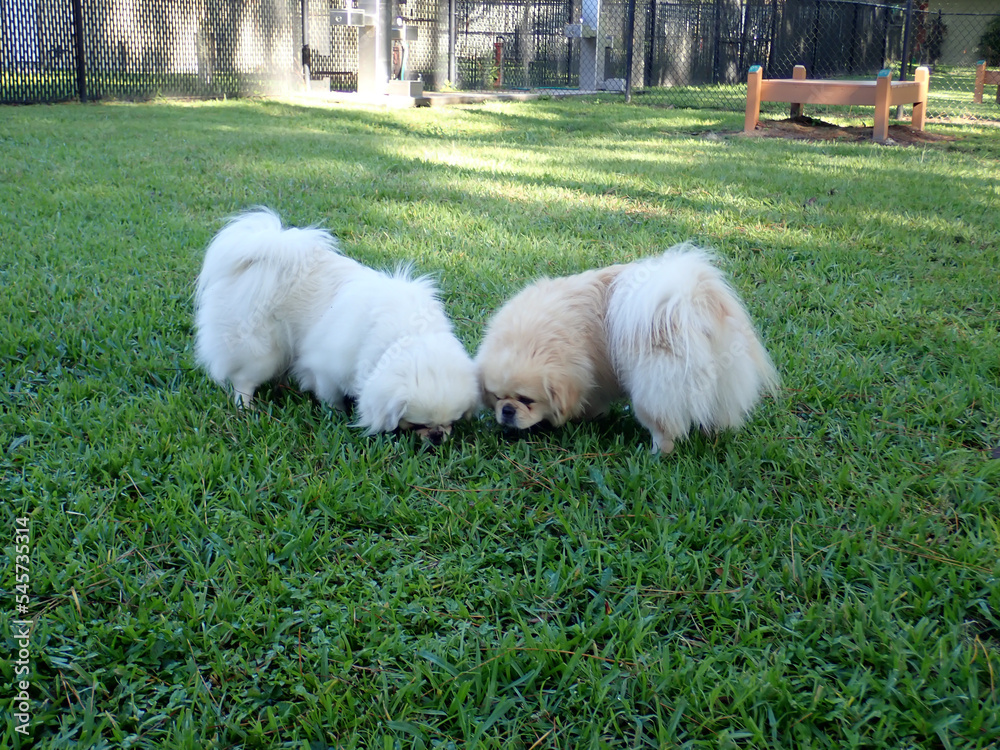 Two small furry dogs exploring grassy area in park Two small furry dogs exploring grassy area in park