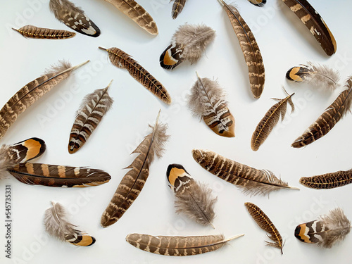 Close-up pheasant feathers composition on white background