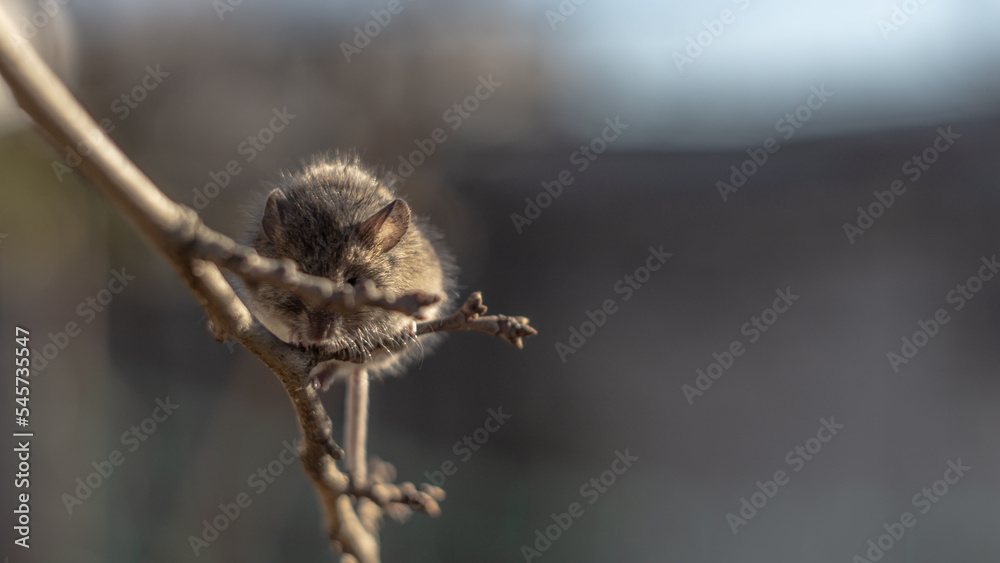 Fototapeta premium little grey mouse sitting on a branch