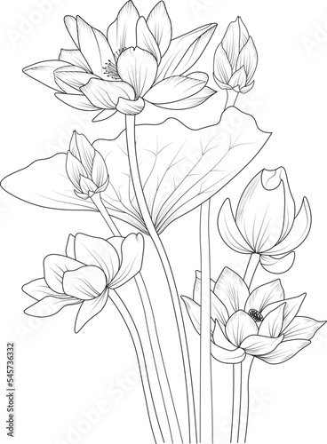 Bouquet of lotus, water lilies flower hand drawn pencil sketch coloring page and book for adults isolated on white background floral element illustration ink art.

