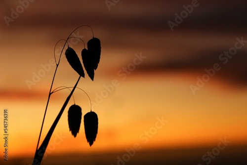 Flowers in the sunset