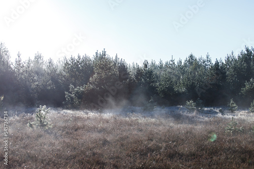 Morning fog in the autumn forest. Sunrise in the forest. Morning frost on the grass.  © Liubov Kartashova