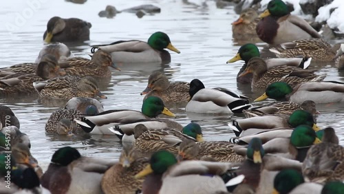 canard colvert sur un lac