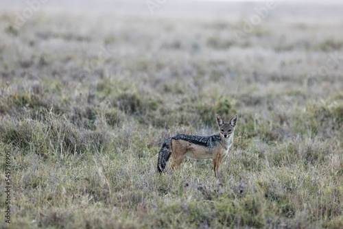 Jackal standing in the grass in Lewa Conservancy  Kenya and looking at the camera