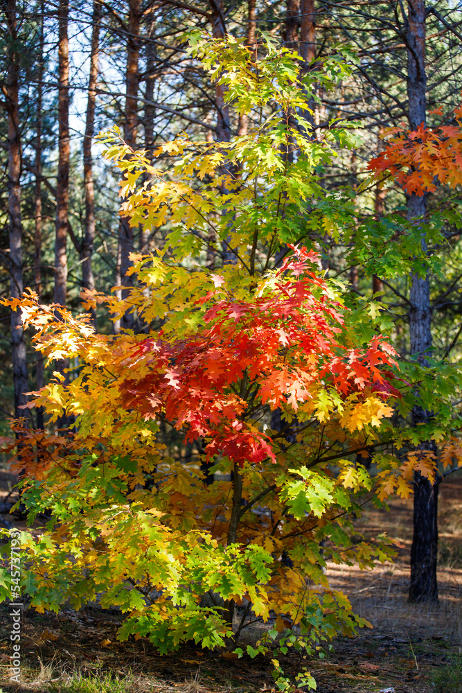 Autumn oak leaves. Red and green leaves in the forest Autumn oak leaves. Red and green leaves in the forest