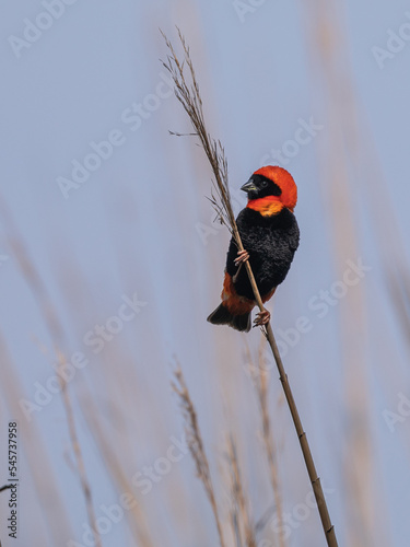 Southern red bishop