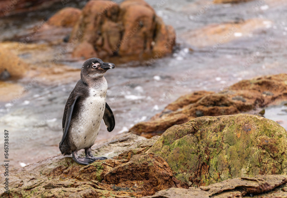 Obraz premium African penguin