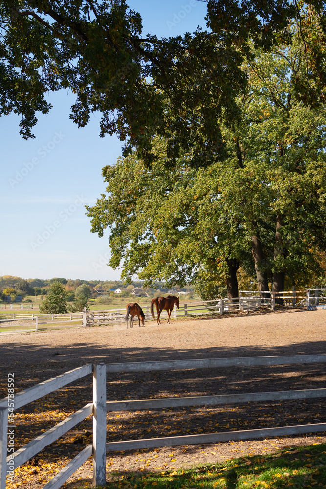 Horses are grazing in a paddock, a beautiful park, two beautiful horses, horseback riding. Horses are grazing in a paddock, a beautiful park, two beautiful horses, horseback riding.
