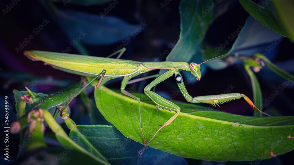 European Mantis insect on a green leave in the bush European Mantis insect on a green leave in the bush