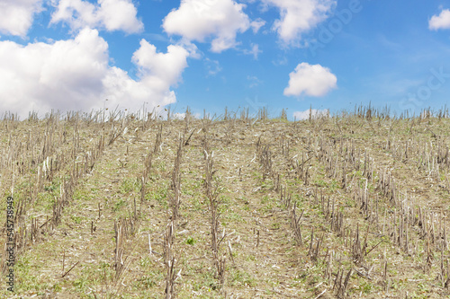 Crop losses sunflower harvest in field. Sunflower field. Harvest time in farm.