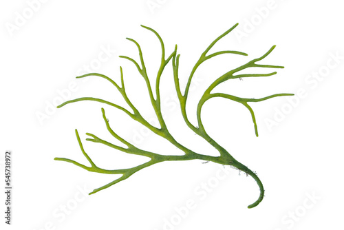 Codium tomentosum or velvet horn or spongeweed green alga branch isolated transparent png.