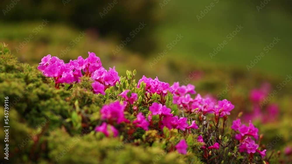 Beautiful green landscape with pink rhododendron flowers Beautiful green landscape with pink rhododendron flowers