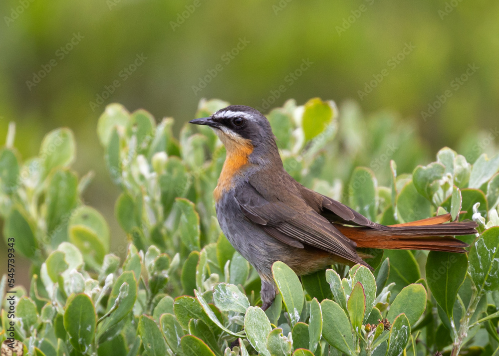 Cape Robin Chat Cape Robin Chat