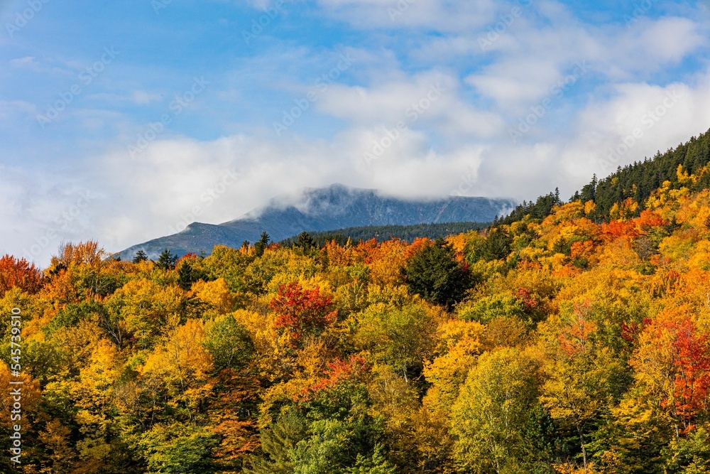 Scenic view of colorful forest trees in the autumn season with clouds in the sky