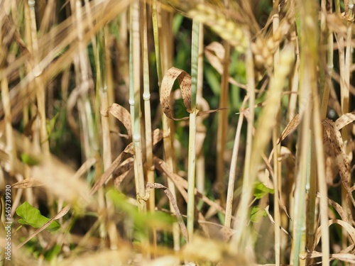Closeup shot of details on wild wheat growing on a rural field