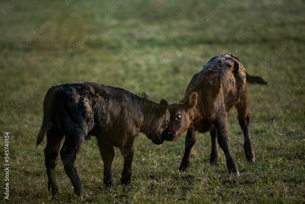Young calves playing on a field