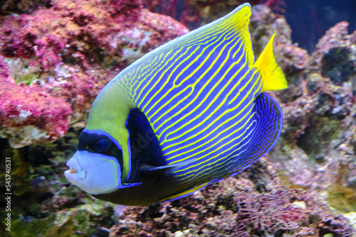 Canvas Print Imperial angel fish swims against background pink corals.