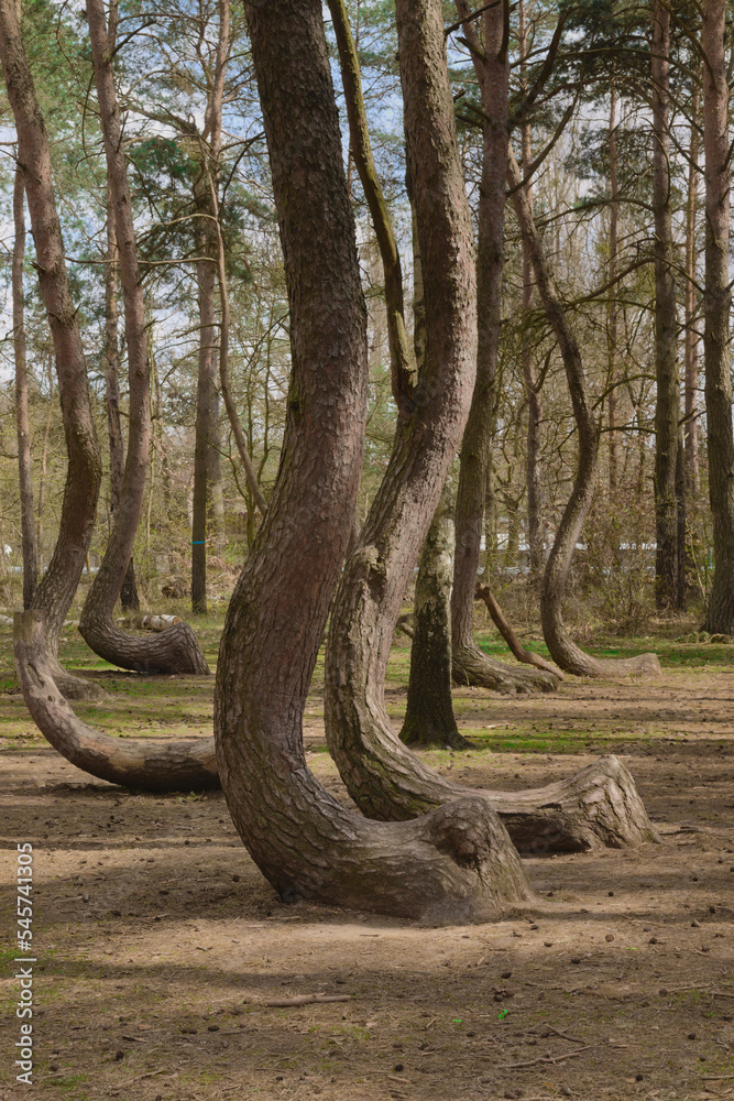Obraz premium Crooked Trees or Crooked Forest (