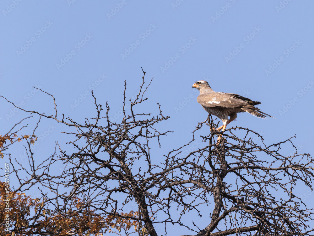 Gabar goshawk Gabar goshawk