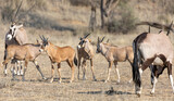 Oryx calves 