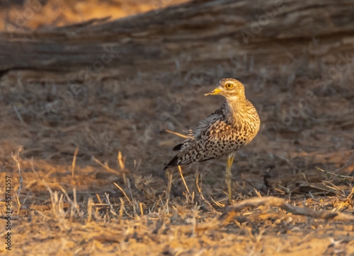Cape thick-knee or spotted dikkop