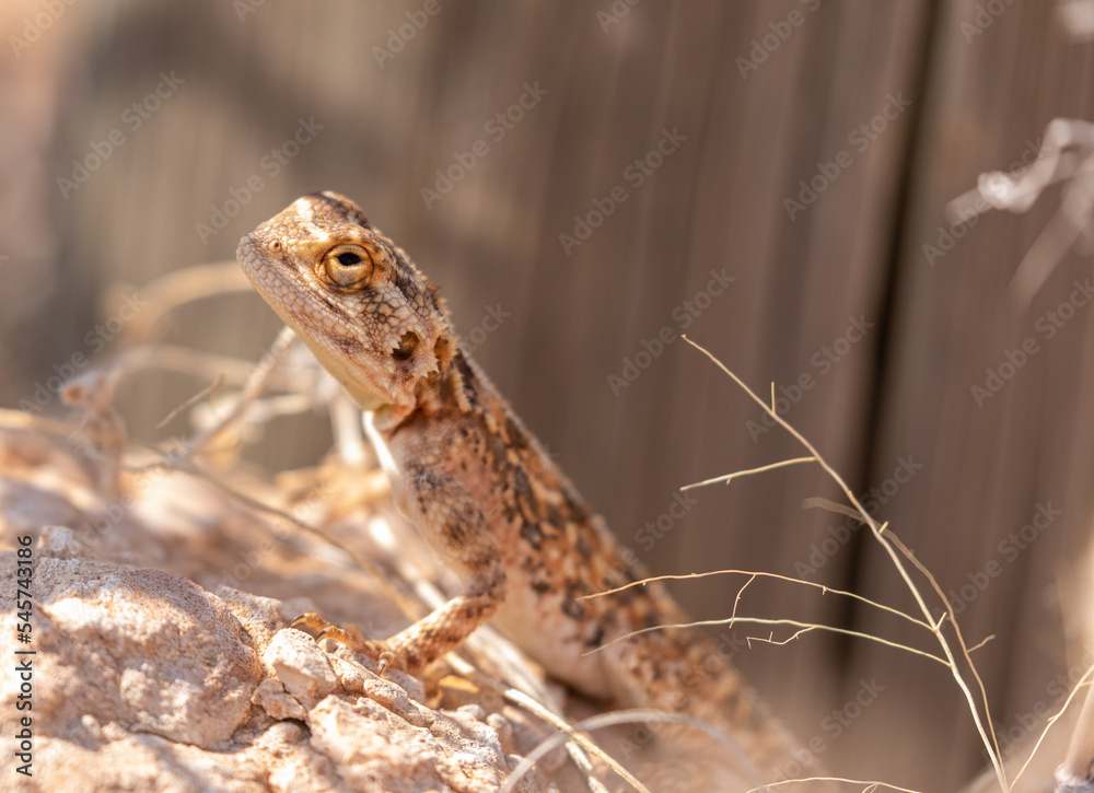 Ground agama Ground agama