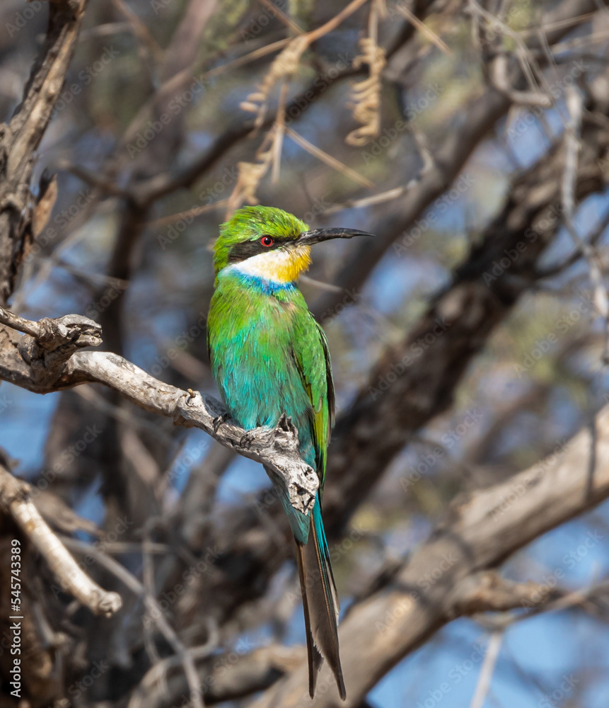 swallow-tailed bee-eater swallow-tailed bee-eater