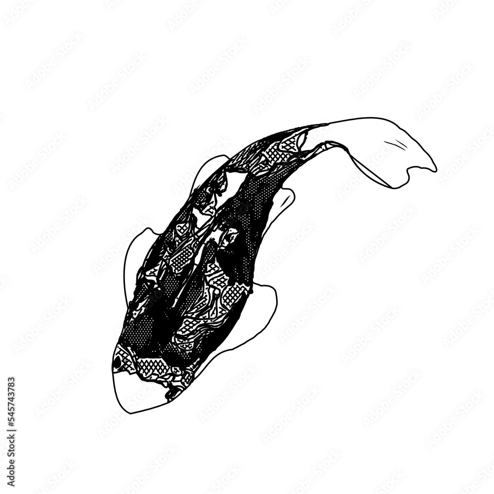 Koi fish black and white sketch design with a transparent background