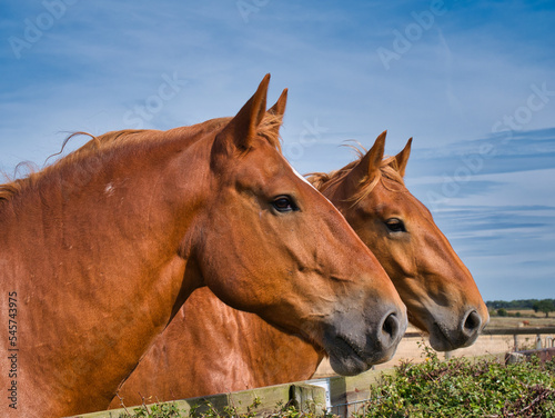 Fotografie, Obraz A close up of two Suffolk Punch heavy horses