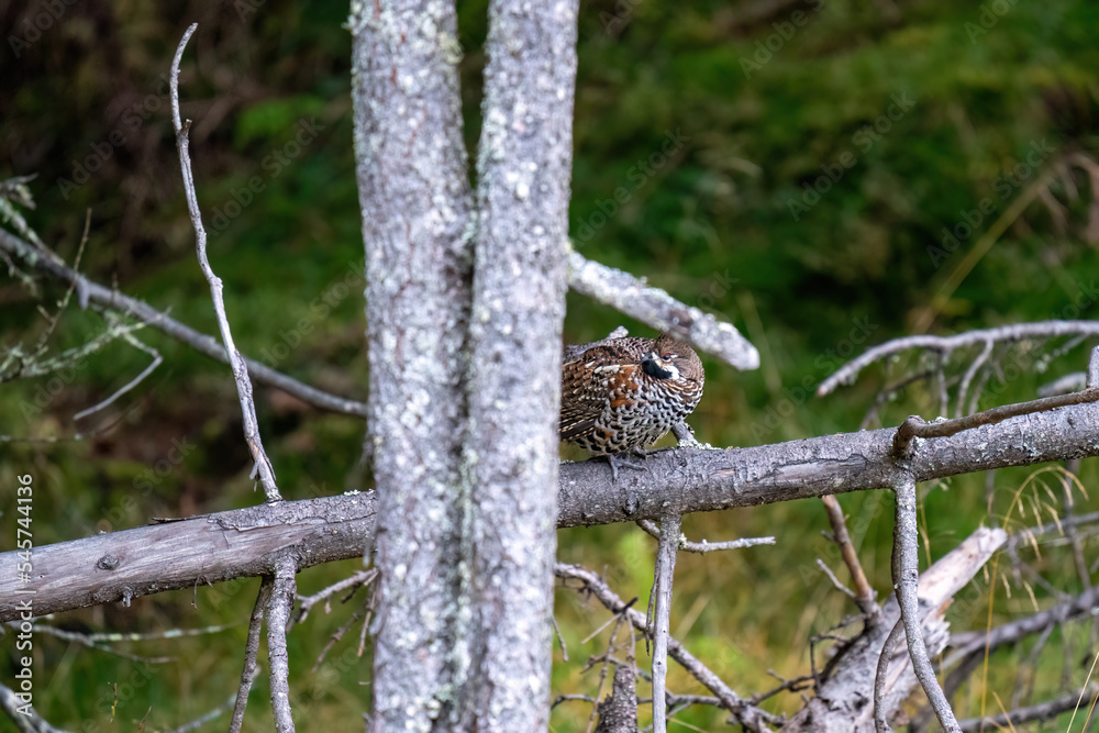 a hazel grouse, tetrastes bonasia, perching on a branch a hazel grouse, tetrastes bonasia, perching on a branch