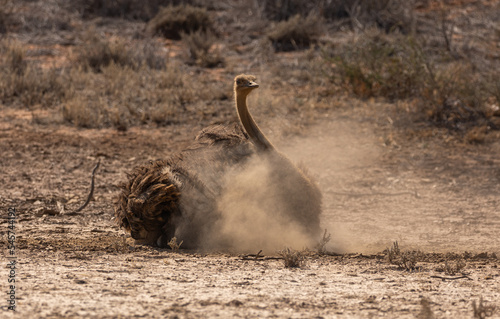 Female ostrich having a sand bath