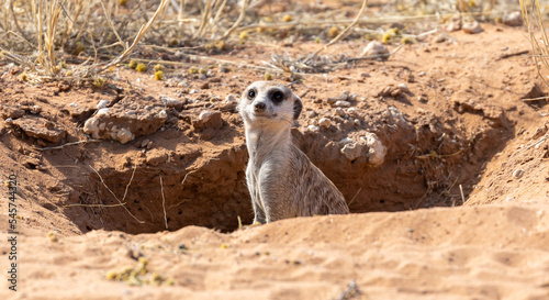 Foto Meerkat