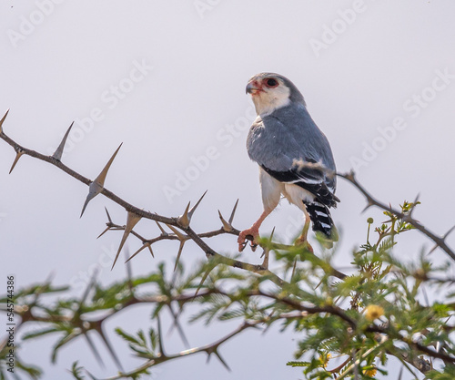Schilderij op canvas Pygmy falcon