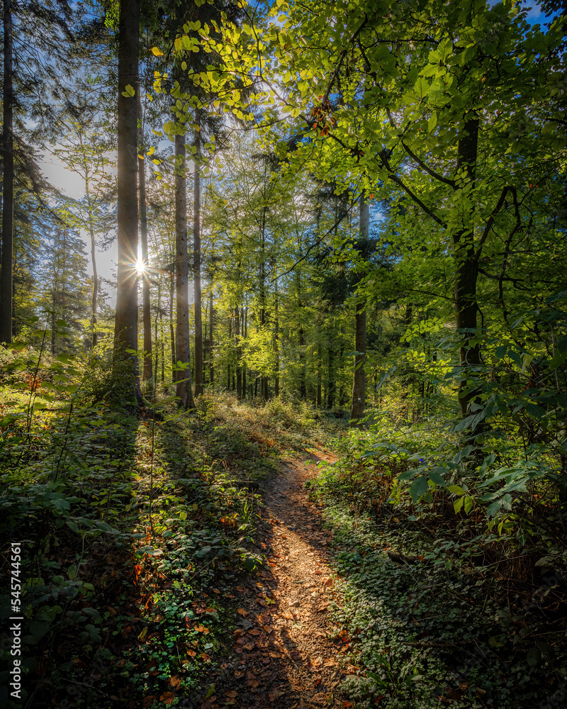 herbstwald herbstwald