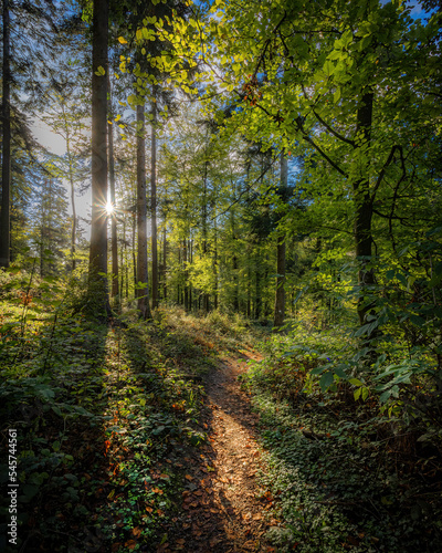 herbstwald