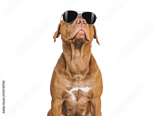 Lovable, pretty puppy and sunglasses. Close-up, indoors, studio shot. White, isolated background. Day light. Concept of care, education, obedience training and raising pet