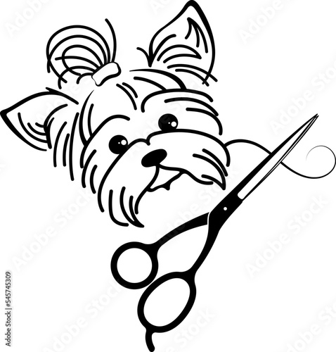 Cute muzzle yorkie. Symbol for grooming salon