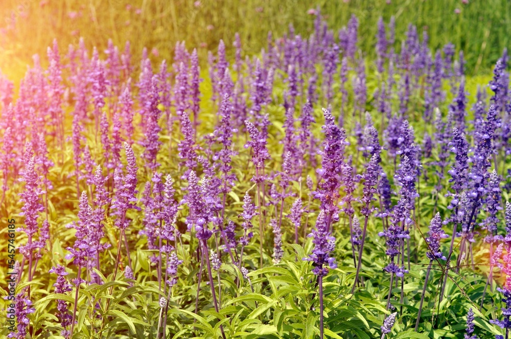 Naklejka premium Field with purple sage flowers, salvia officinalis.