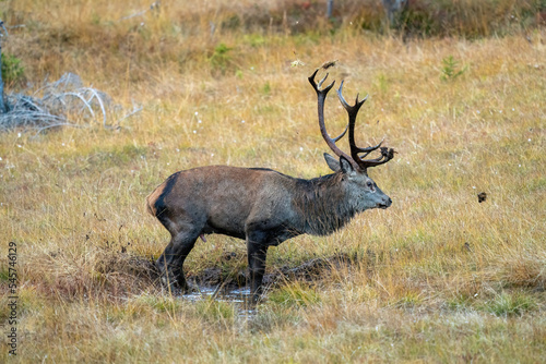 red stag, cervus elaphus, in the rutting season on the mountains at a autumn evening