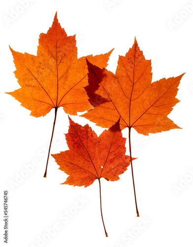 Three bright red natural maple leaves that imitate a family with two parents and a child. On a transparent background. 
