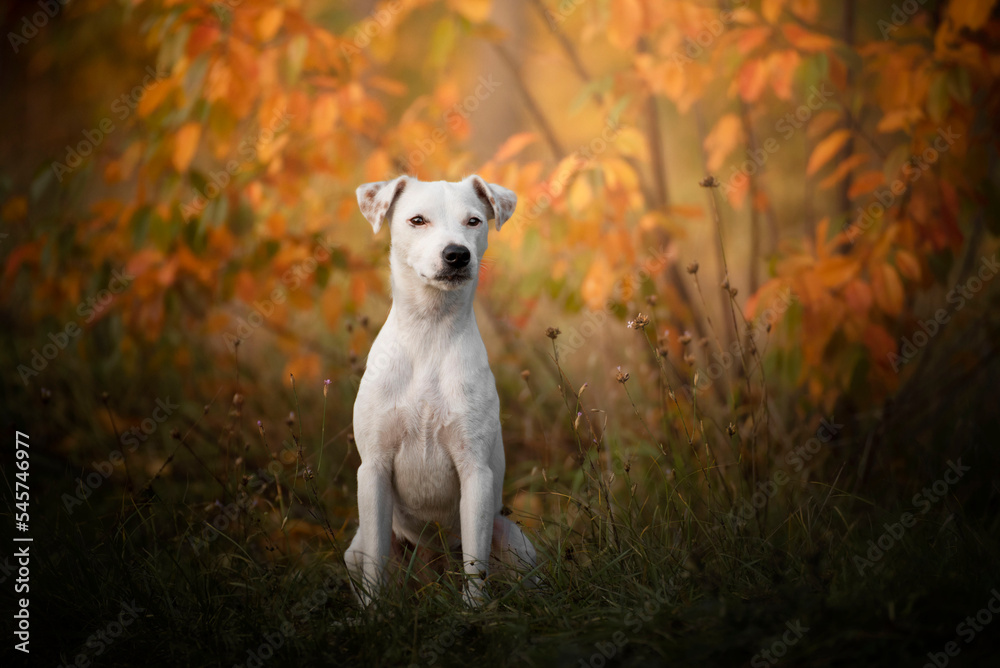 Jack Russell - portrait. Female jack russell sitting in the forest, with beautiful autumn colors.