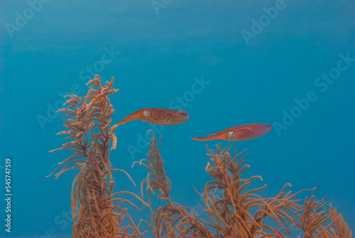 Multiple colorfuldeep sea undersea Pharaoh Cuttlefish Sepia pharaonis  photo