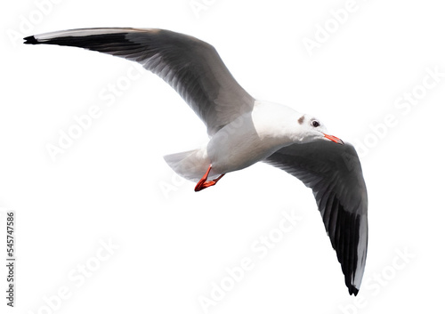 Fototapeta Flying seagull