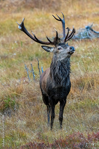 red stag  cervus elaphus  in the rutting season on the mountains at a autumn evening