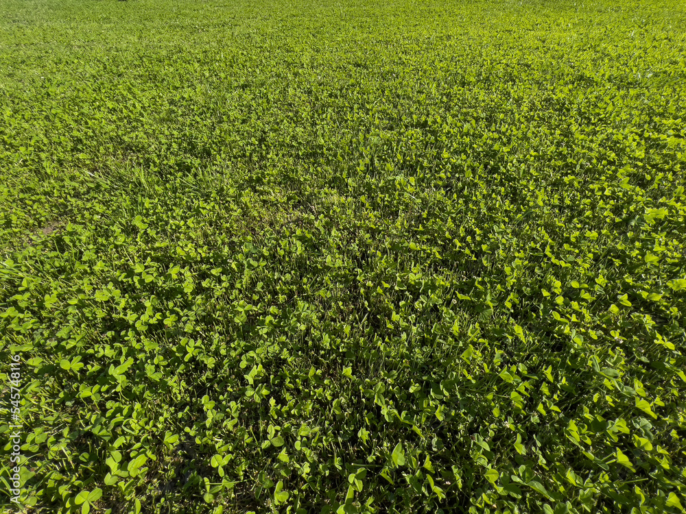 A field with a trimmed green lawn made of clover.