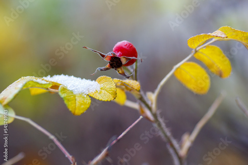  Rosehip berry and leaves and on a branch covered with snow in autumn season
