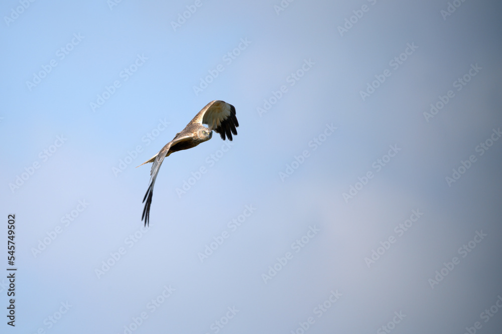 Obraz premium bird, himmel, fliegender, fliege, weiß, flügel, aufsteigend