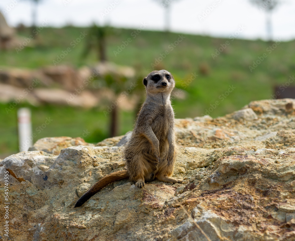 Fototapeta premium Meerkat on watch on a stone